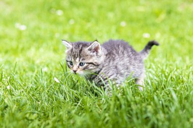 Güneş ışığında çimenlerde oynayan sevimli bir kedi yavrusu.