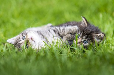 Güneş ışığında çimenlerde oynayan iki sevimli kedi yavrusu.