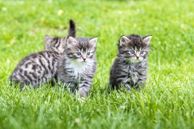 Güneşin altında çimenlerde oynayan üç sevimli kedi yavrusu.