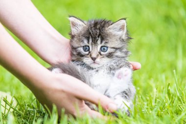 Küçük kedi yavrusu çimenlerin üzerinde güneş ışığında bulanık arka planda.