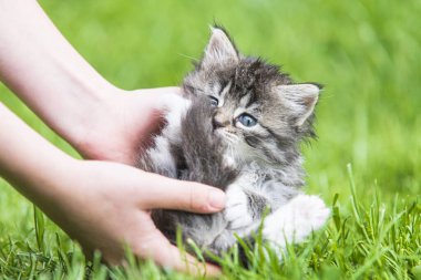 Küçük kedi yavrusu çimenlerin üzerinde güneş ışığında bulanık arka planda.
