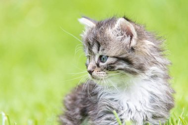 Güneş ışığında çimenlerde oynayan sevimli bir kedi yavrusu.
