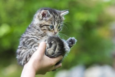 Küçük kedi yavrusu çimenlerin üzerinde güneş ışığında bulanık arka planda.