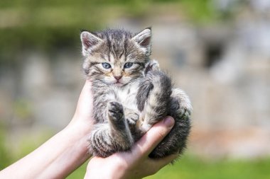 Küçük kedi yavrusu çimenlerin üzerinde güneş ışığında bulanık arka planda.