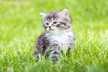 Güneş ışığında çimenlerde oynayan sevimli bir kedi yavrusu.
