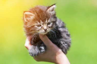 Küçük kedi yavrusu çimenlerin üzerinde güneş ışığında bulanık arka planda.