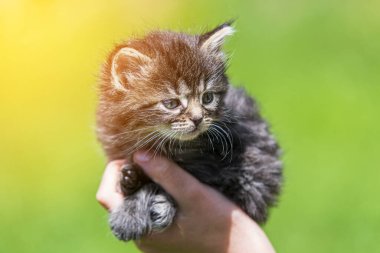 Küçük kedi yavrusu çimenlerin üzerinde güneş ışığında bulanık arka planda.