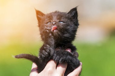 Küçük kedi yavrusu çimenlerin üzerinde güneş ışığında bulanık arka planda.