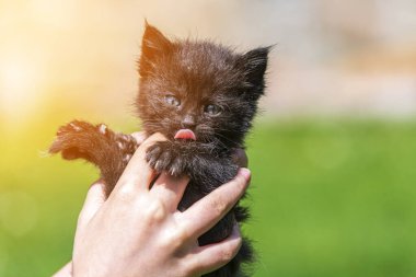 Küçük kedi yavrusu çimenlerin üzerinde güneş ışığında bulanık arka planda.
