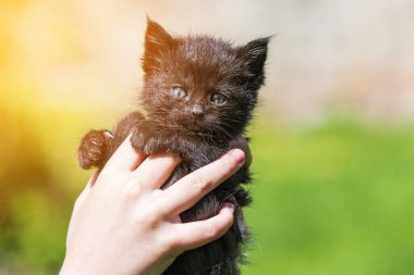 Küçük kedi yavrusu çimenlerin üzerinde güneş ışığında bulanık arka planda.