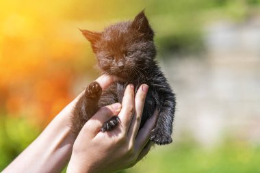 Küçük kedi yavrusu çimenlerin üzerinde güneş ışığında bulanık arka planda.