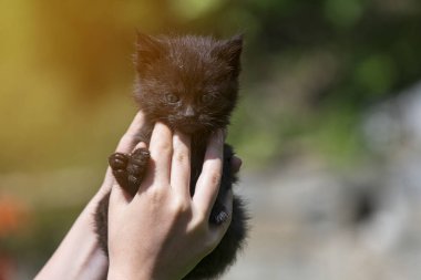 Küçük kedi yavrusu çimenlerin üzerinde güneş ışığında bulanık arka planda.