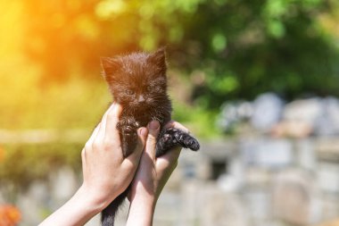 Küçük kedi yavrusu çimenlerin üzerinde güneş ışığında bulanık arka planda.