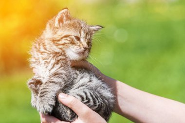 Küçük kedi yavrusu çimenlerin üzerinde güneş ışığında bulanık arka planda.