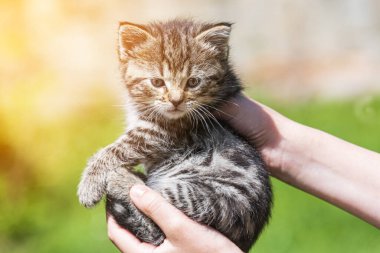 Küçük kedi yavrusu çimenlerin üzerinde güneş ışığında bulanık arka planda.