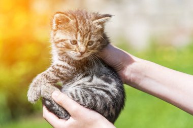 Küçük kedi yavrusu çimenlerin üzerinde güneş ışığında bulanık arka planda.