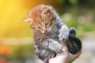 Küçük kedi yavrusu çimenlerin üzerinde güneş ışığında bulanık arka planda.