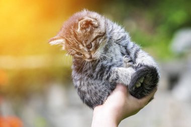 Küçük kedi yavrusu çimenlerin üzerinde güneş ışığında bulanık arka planda.