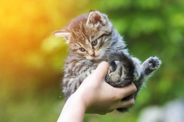 Küçük kedi yavrusu çimenlerin üzerinde güneş ışığında bulanık arka planda.