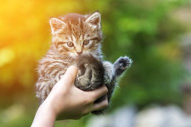 Küçük kedi yavrusu çimenlerin üzerinde güneş ışığında bulanık arka planda.