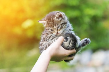 Küçük kedi yavrusu çimenlerin üzerinde güneş ışığında bulanık arka planda.