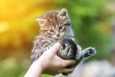 Küçük kedi yavrusu çimenlerin üzerinde güneş ışığında bulanık arka planda.