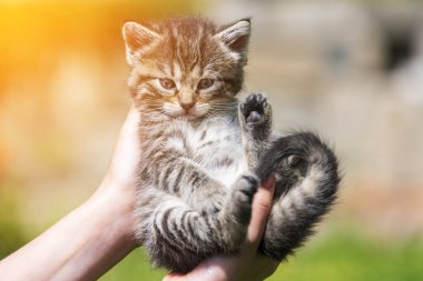 Küçük kedi yavrusu çimenlerin üzerinde güneş ışığında bulanık arka planda.