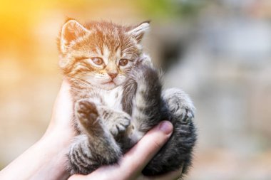 Küçük kedi yavrusu çimenlerin üzerinde güneş ışığında bulanık arka planda.