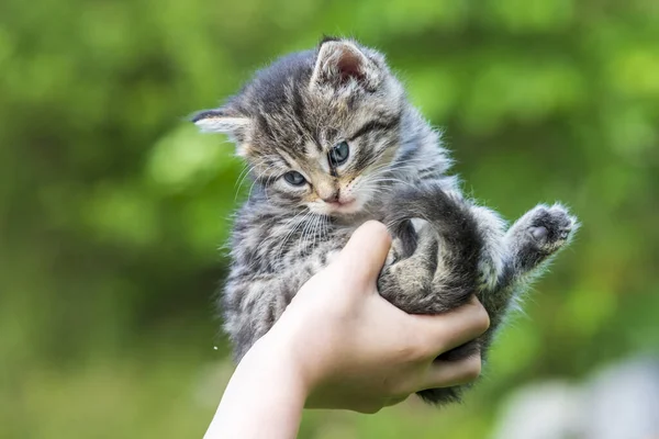 Little Kitten Female Hands Grass Sunlight Blurred Background — Stock Photo, Image