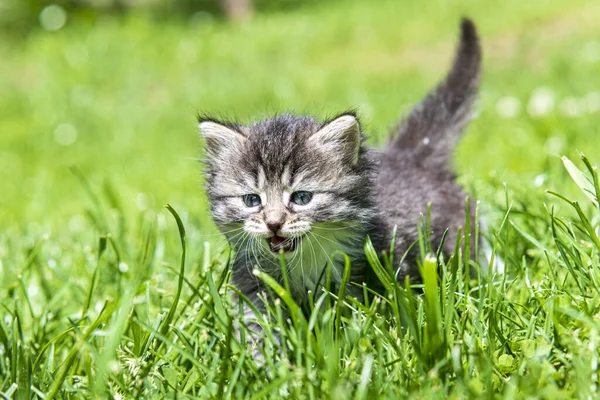 可爱的小猫在阳光下在草地上玩耍 — 图库照片
