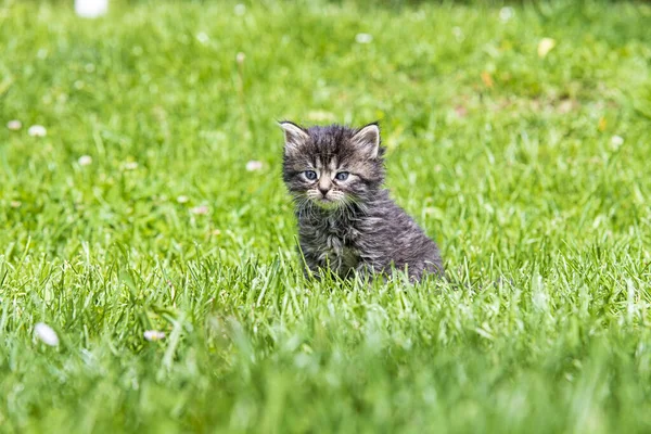 Милый Маленький Котенок Играет Траве Солнце — стоковое фото