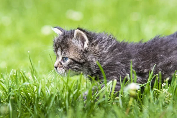 Söt Liten Kattunge Leker Gräs Solljus — Stockfoto