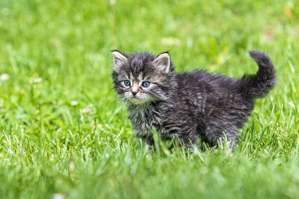 Söt Liten Kattunge Leker Gräs Solljus — Stockfoto