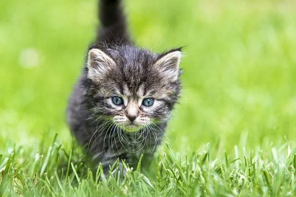 Cute Little Kitten Playing Grass Sunlight — Stock Photo, Image