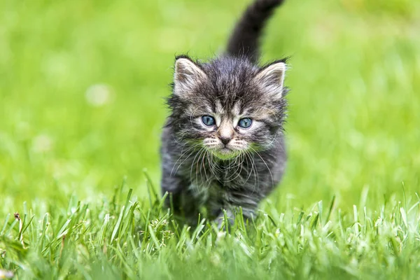 Милый Маленький Котенок Играет Траве Солнце — стоковое фото