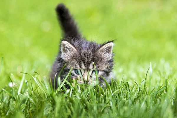 Cute Little Kitten Playing Grass Sunlight — Stock Photo, Image