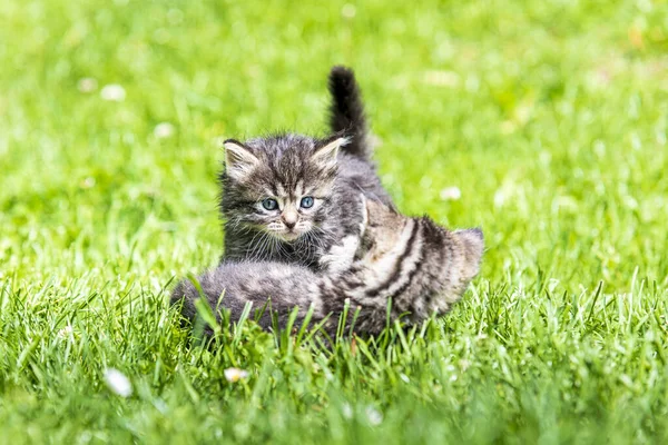 Två Söta Små Kattungar Leker Gräs Solljus — Stockfoto