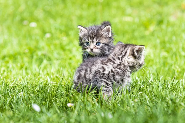 Två Söta Små Kattungar Leker Gräs Solljus — Stockfoto