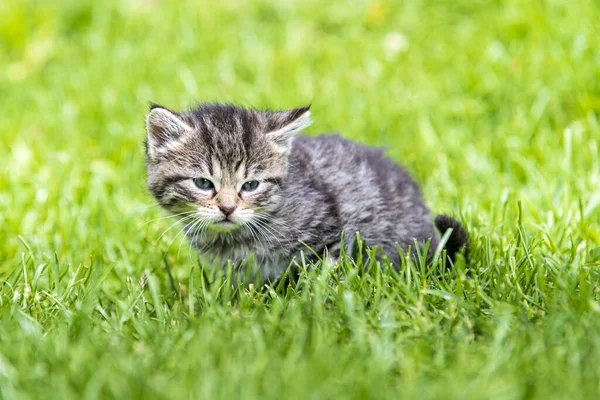 Cute Little Kitten Playing Grass Sunlight — Stock Photo, Image