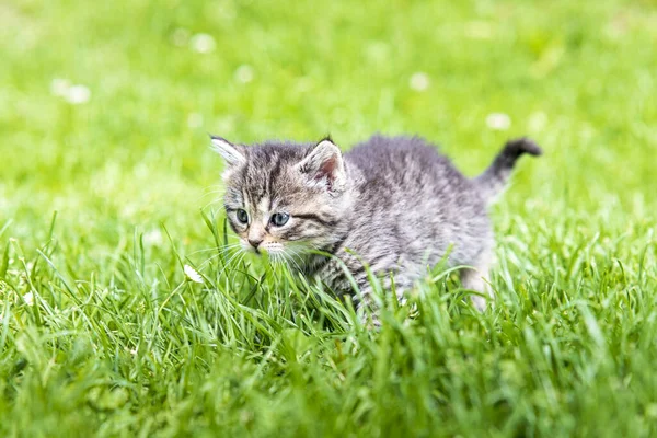 Söt Liten Kattunge Leker Gräs Solljus — Stockfoto