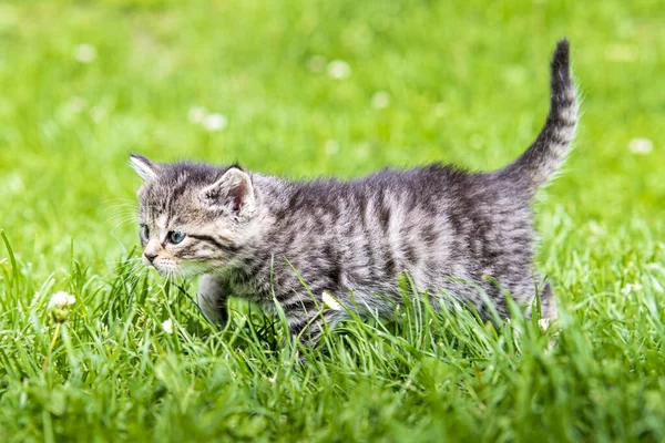 Söt Liten Kattunge Leker Gräs Solljus — Stockfoto