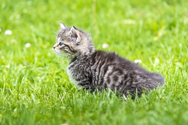 Söt Liten Kattunge Leker Gräs Solljus — Stockfoto