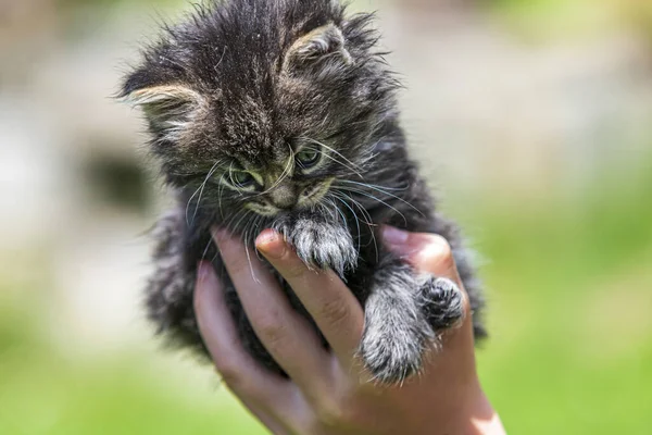 Küçük kedi yavrusu çimenlerin üzerinde güneş ışığında bulanık arka planda.
