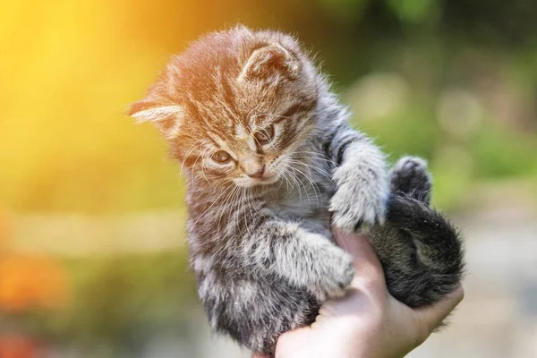 Küçük kedi yavrusu çimenlerin üzerinde güneş ışığında bulanık arka planda.