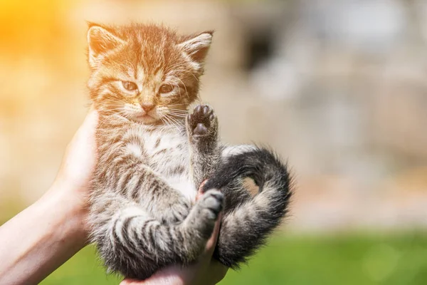 Küçük kedi yavrusu çimenlerin üzerinde güneş ışığında bulanık arka planda.