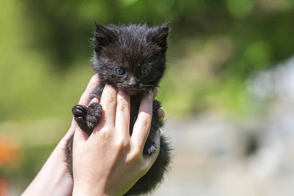 Pequeno Gatinho Mãos Femininas Sobre Grama Luz Solar Com Fundo Fotografia De Stock