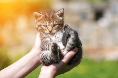 Küçük kedi yavrusu çimenlerin üzerinde güneş ışığında bulanık arka planda.