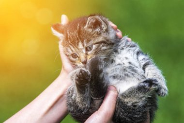 Küçük kedi yavrusu çimenlerin üzerinde güneş ışığında bulanık arka planda.
