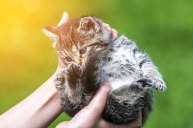 Küçük kedi yavrusu çimenlerin üzerinde güneş ışığında bulanık arka planda.