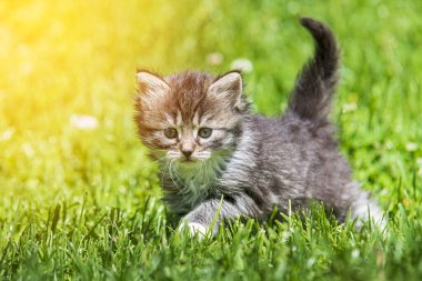 Güneş ışığında çimenlerde oynayan sevimli bir kedi yavrusu.